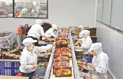 品質鑄就口碑 潮州食品企業的現代化生產之路